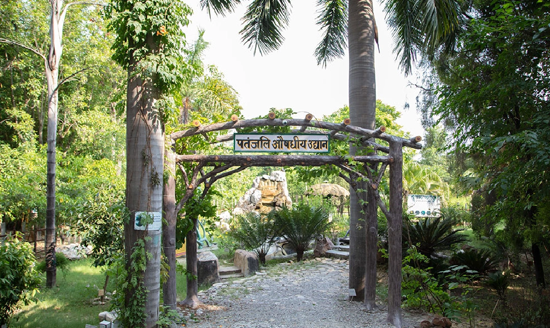 medicinal-botanical-garden